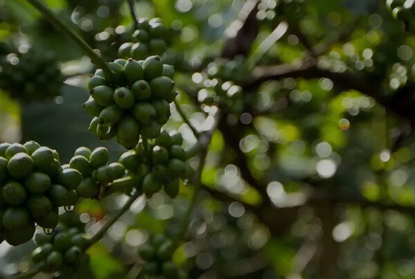 Coffee Plantation Resort in Coorg