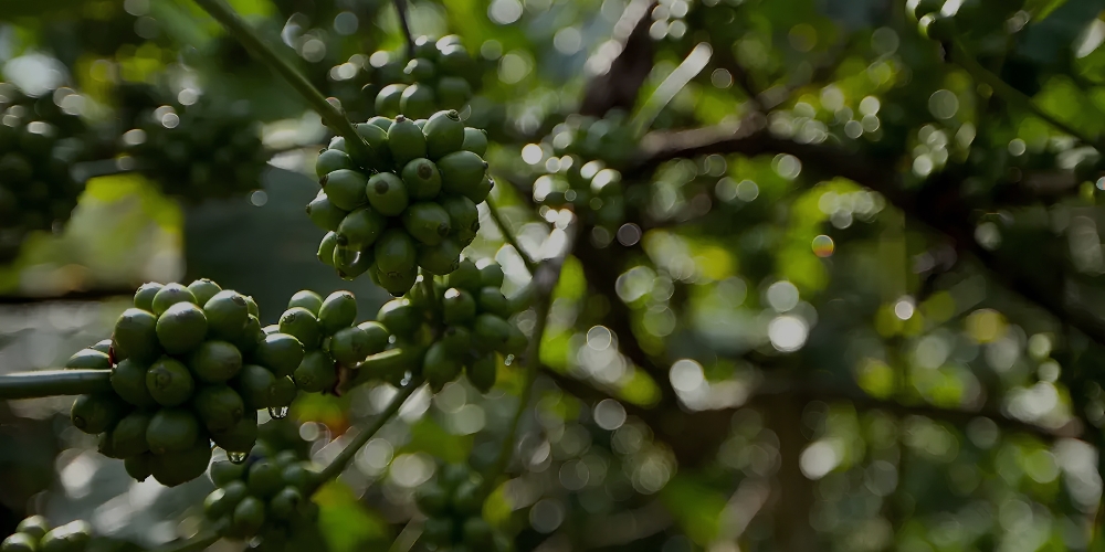 Coffee Plantation Resort in Coorg